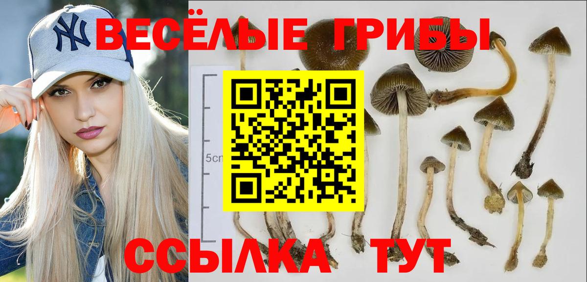 Губкин  Псилоцибиновые грибы Psilocybine cubensis  Вход с VPN 